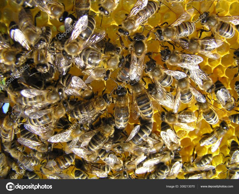 queen-bee-is-always-surrounded-by-working-bees-her-servant